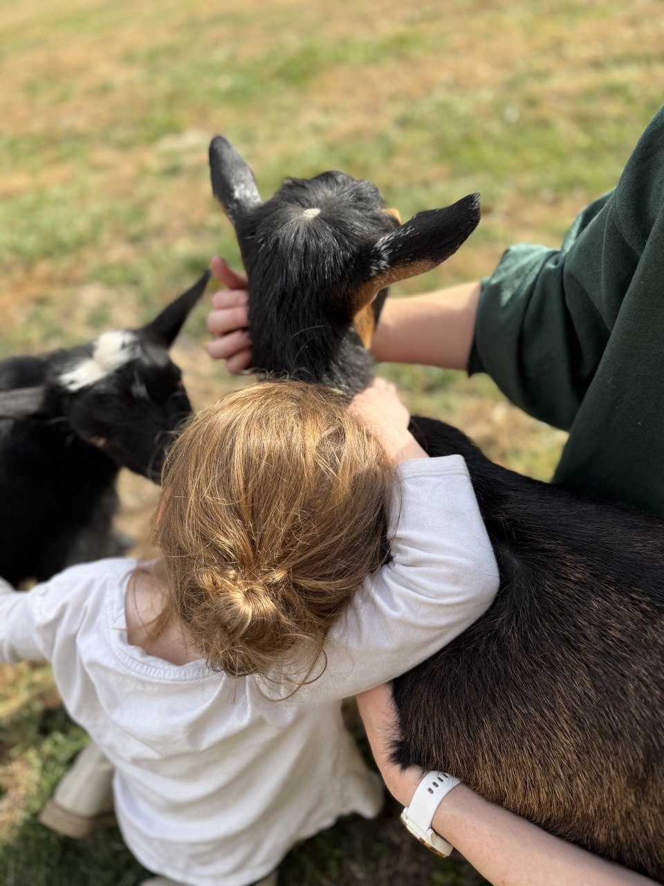 Child interacting with therapy goats